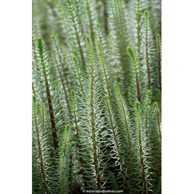 HIPPURIS vulgaris