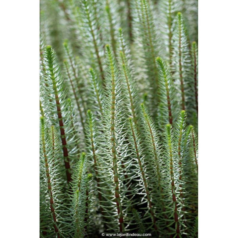 HIPPURIS vulgaris