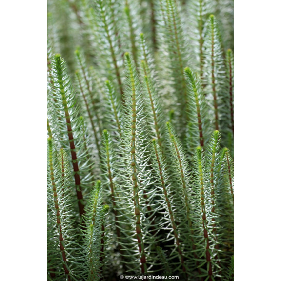 HIPPURIS vulgaris