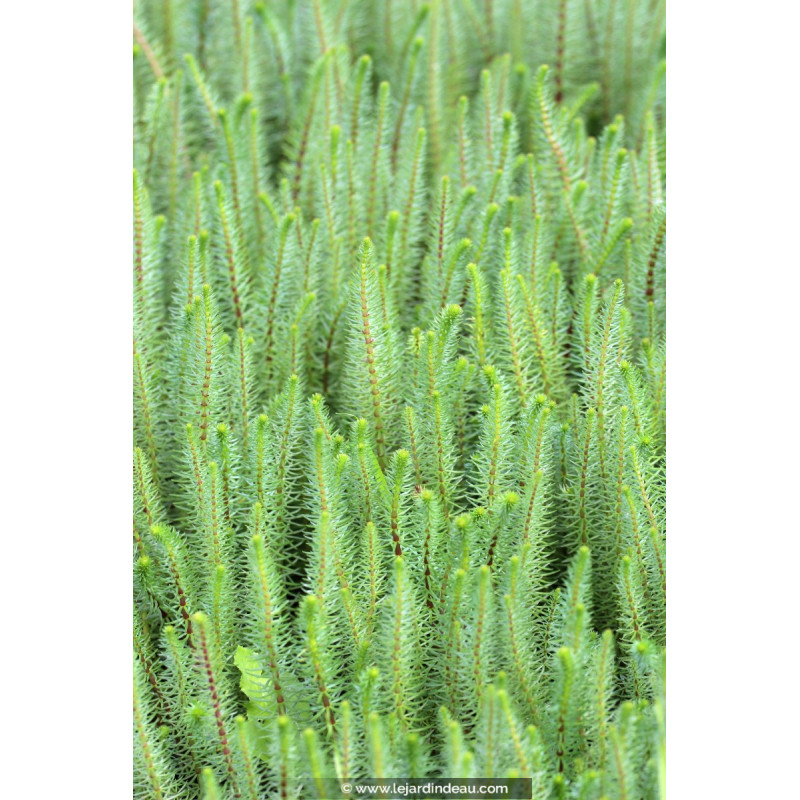 HIPPURIS vulgaris