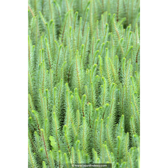 HIPPURIS vulgaris