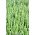 HIPPURIS vulgaris