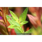 LYTHRUM salicaria 'Blush'