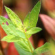 LYTHRUM salicaria 'Blush'