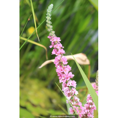 LYTHRUM salicaria \'Blush\'