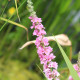 LYTHRUM salicaria 'Blush'
