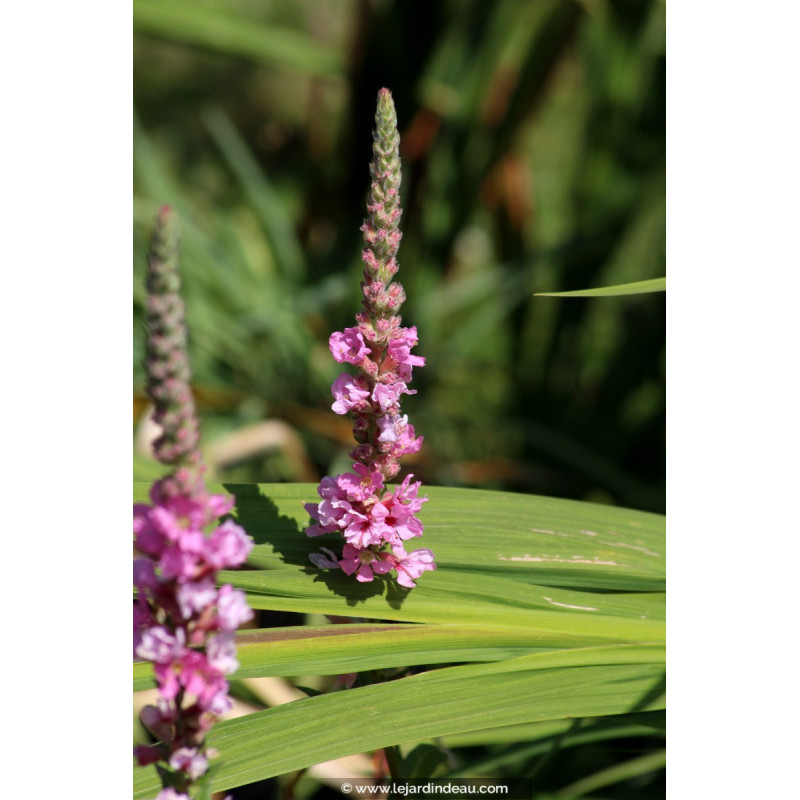 LYTHRUM salicaria 'Blush'