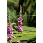LYTHRUM salicaria 'Blush'