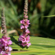 LYTHRUM salicaria 'Blush'