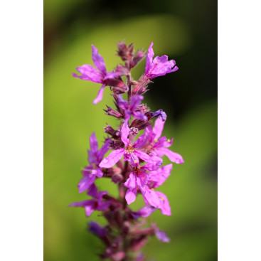 LYTHRUM salicaria \'Lady Sackville\'