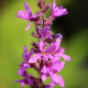LYTHRUM salicaria 'Lady Sackville'