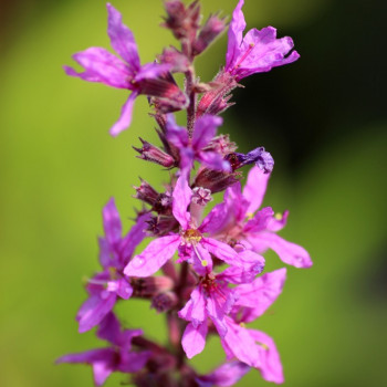 LYTHRUM salicaria &#039;Lady Sackville&#039;