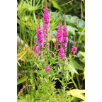 LYTHRUM salicaria 'Robert'