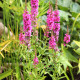 LYTHRUM salicaria 'Robert'