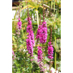 LYTHRUM salicaria 'Robert'