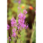 LYTHRUM salicaria 'Swirl'