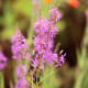 LYTHRUM salicaria 'Swirl'