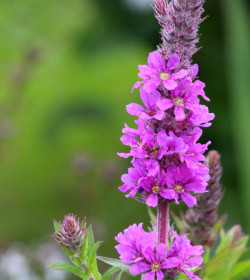 LYTHRUM salicaria