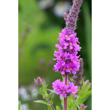 LYTHRUM salicaria