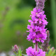 LYTHRUM salicaria