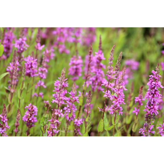 LYTHRUM salicaria