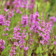 LYTHRUM salicaria