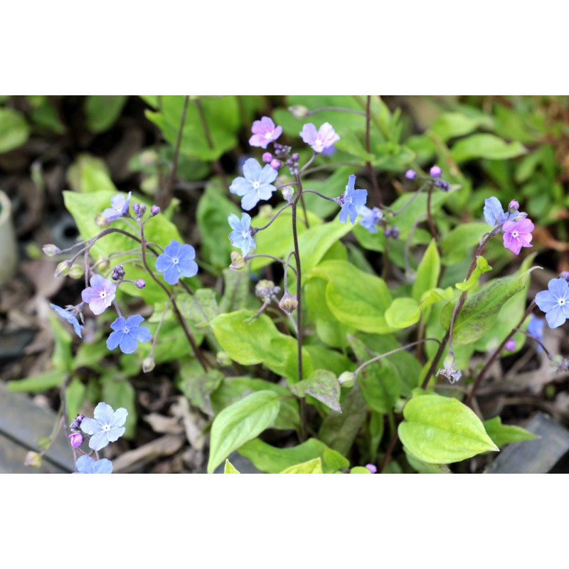 OMPHALODES cappadocica
