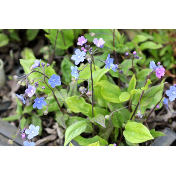 OMPHALODES cappadocica