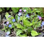 OMPHALODES cappadocica