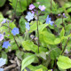 OMPHALODES cappadocica