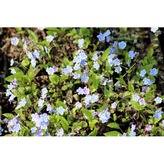 OMPHALODES cappadocica 'Starry Eyes'
