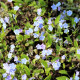 OMPHALODES cappadocica 'Starry Eyes'