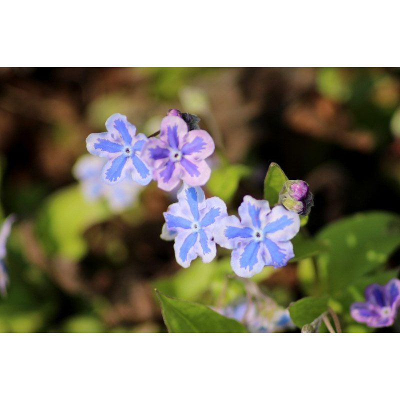 OMPHALODES cappadocica 'Starry Eyes'