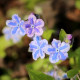 OMPHALODES cappadocica 'Starry Eyes'