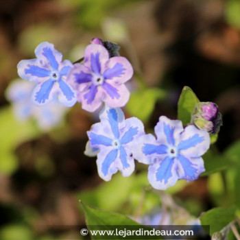 OMPHALODES cappadocica &#039;Starry Eyes&#039;