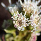 PETASITES paradoxus