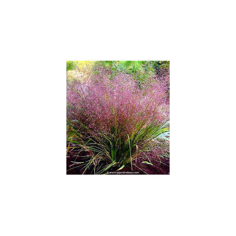 ERAGROSTIS spectabilis ERAGROSTIS spectabilis