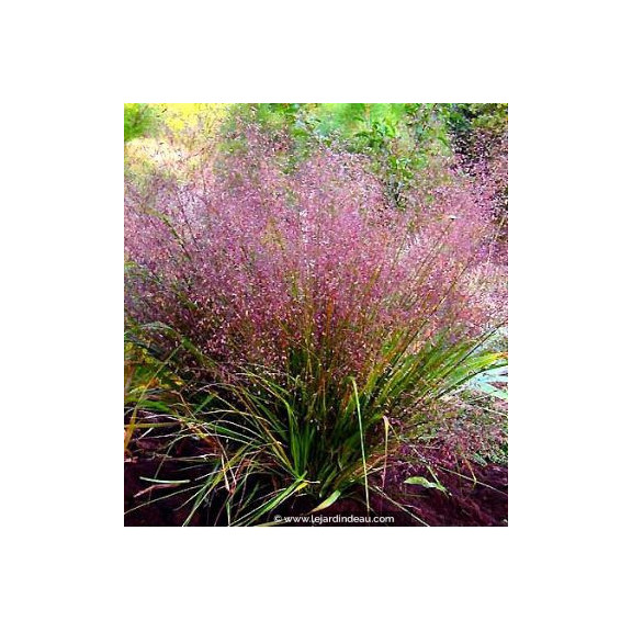 ERAGROSTIS spectabilis