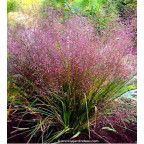 ERAGROSTIS spectabilis ERAGROSTIS spectabilis