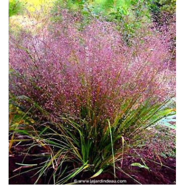 ERAGROSTIS spectabilis