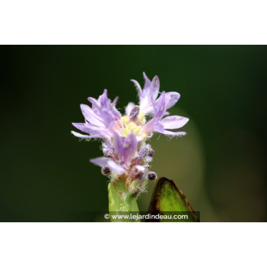 PONTEDERIA cordata \'Pink Pons\'