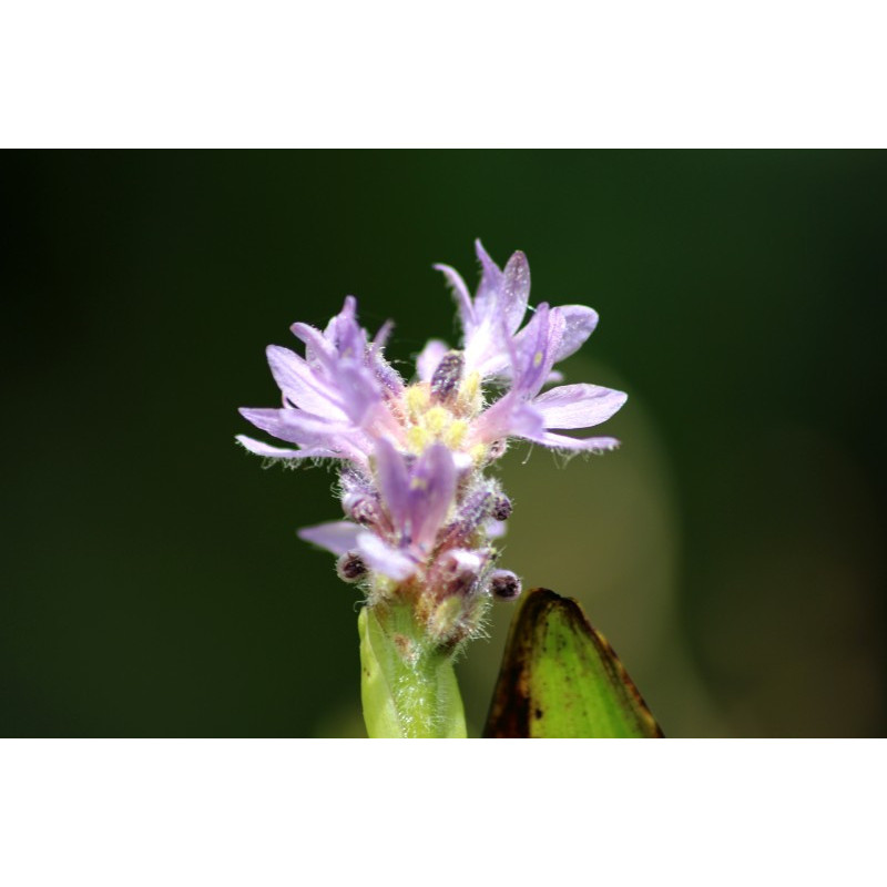 PONTEDERIA cordata 'Pink Pons'