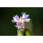 PONTEDERIA cordata 'Pink Pons'