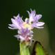 PONTEDERIA cordata 'Pink Pons'