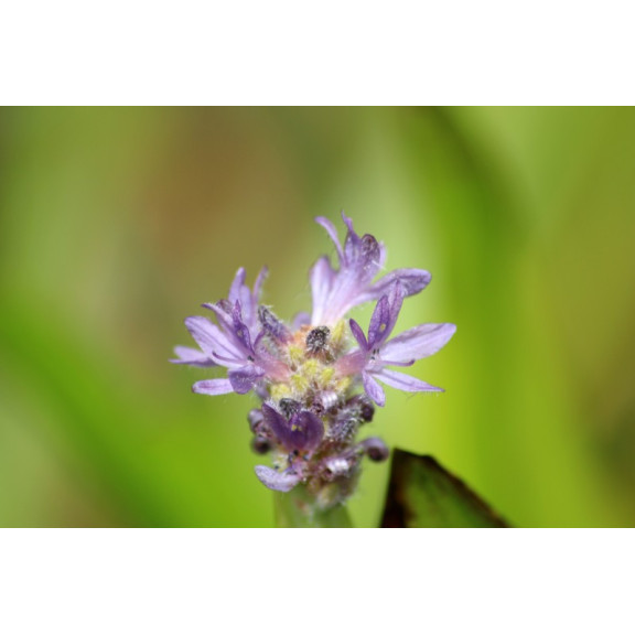 PONTEDERIA cordata 'Pink Pons'