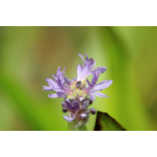PONTEDERIA cordata 'Pink Pons'