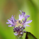 PONTEDERIA cordata 'Pink Pons'
