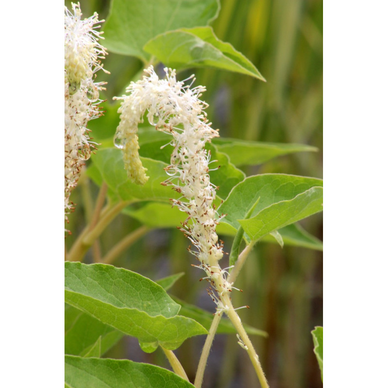 SAURURUS cernuus SAURURUS cernuus