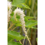 SAURURUS cernuus SAURURUS cernuus