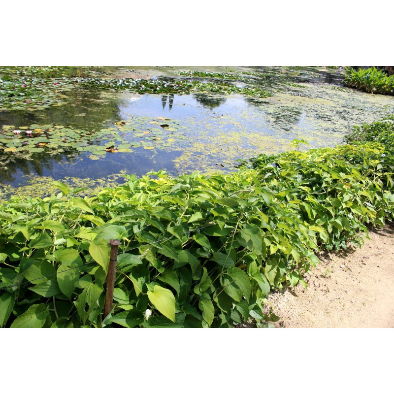 SAURURUS cernuus SAURURUS cernuus